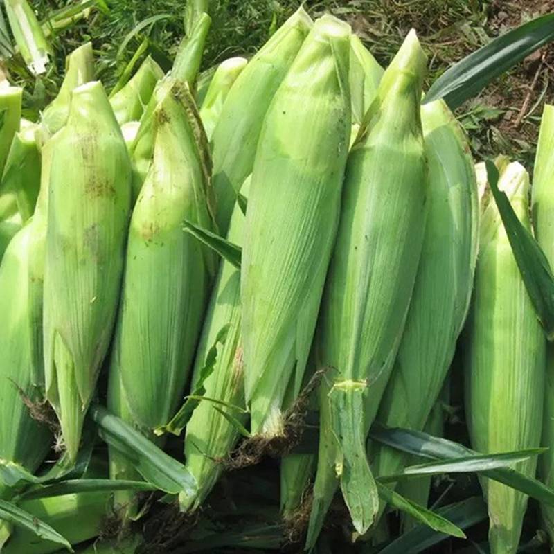 Fresh yellow sweet corn 5 pounds Yunnan alpine farmers own vegetables fresh corn tender corn cob grains