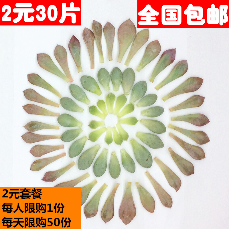 多肉植物叶片多肉种子韩国进口贵货叶插桃蛋叶片新手套餐盆栽包邮