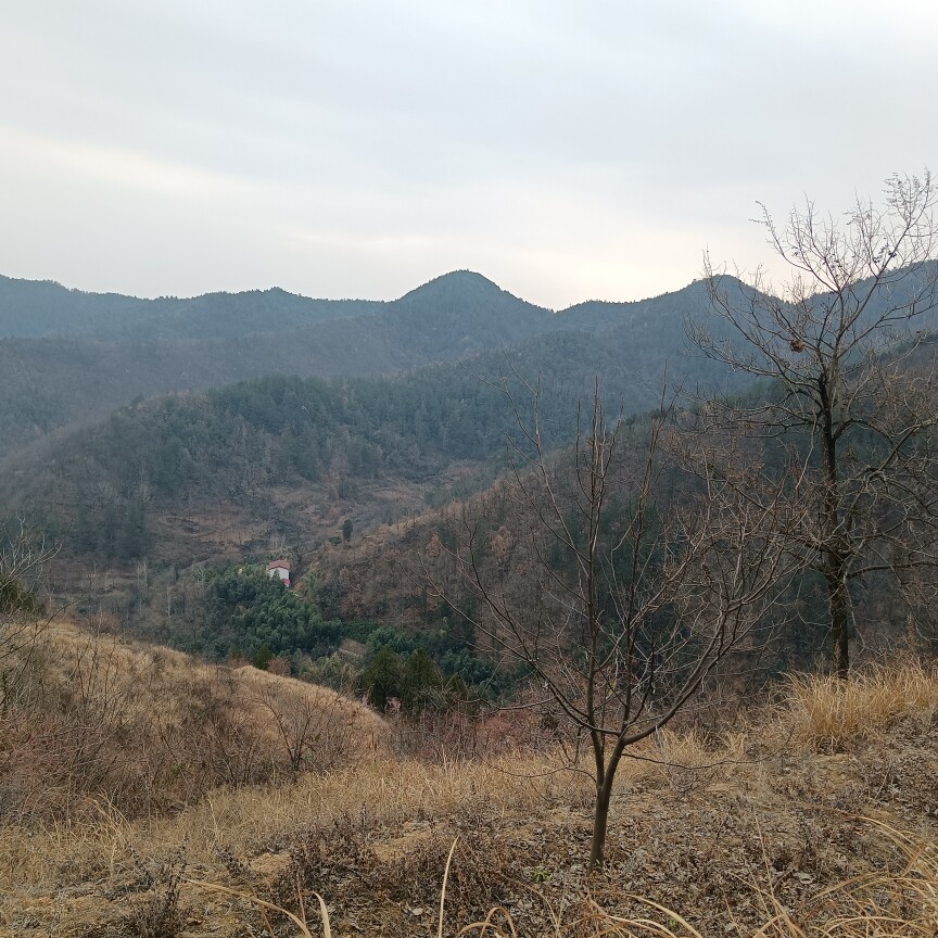 秦岭四宝特产