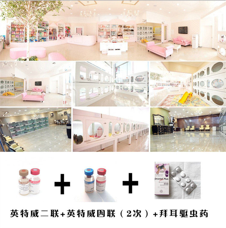 诚信交易、纯种巴哥犬、健康终身保障、签协议送狗用品