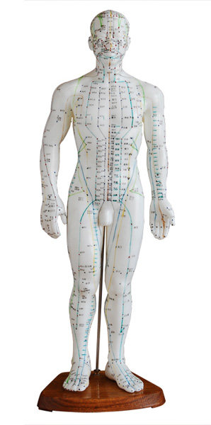 人体针灸模型(男性)50cm