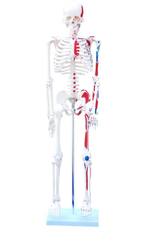体骨骼附肌肉着色模型85CM
