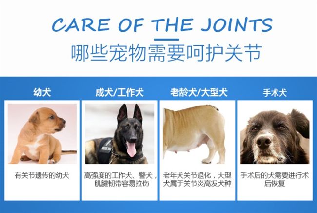 Thú cưng tinh thần chung sản phẩm thú cưng hơn chó Xiong Bomei Jinmao giống mèo và chó phổ sữa cho mèo mẹ