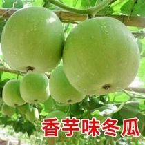 Taro small winter melon thick meat mini winter melon early maturing round winter melon spring and autumn winter melon stew pot 5 pounds