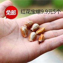 Natural conch shell safflower treasure snail collection gift fish tank aquarium decoration home shooting
