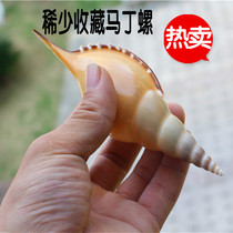Natural conch shell Martin snail rare specimen snail collection Mediterranean decorative tourist souvenirs