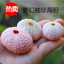 Hot sale natural conch Dream Pink sea urchin shell window design decoration DIY wall stickers air pineapple potted