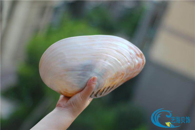天然超大海螺贝壳珊瑚双面珍珠蚌海蚌 家居创意收藏摆件礼品-阿里巴巴