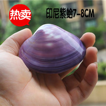 Full 68 yuan natural conch shell double shell purple clam bright clam shell fish aquarium landscape decoration gift