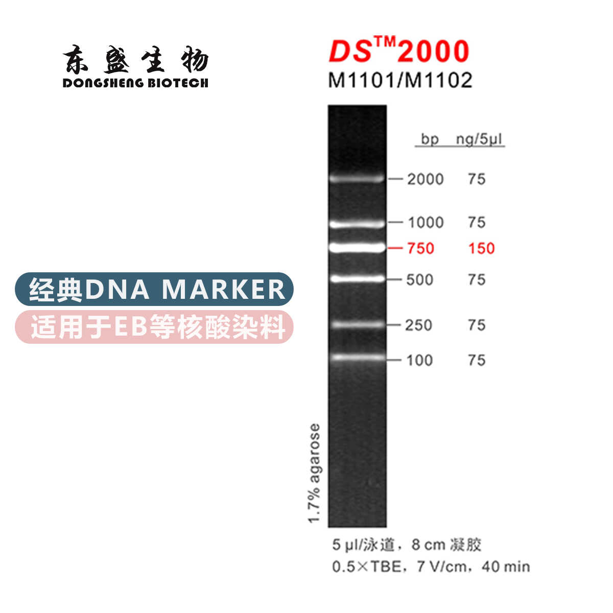 东盛生物 DL2000 经典 DNA Marker DS2000 （M1101_M1102 ）