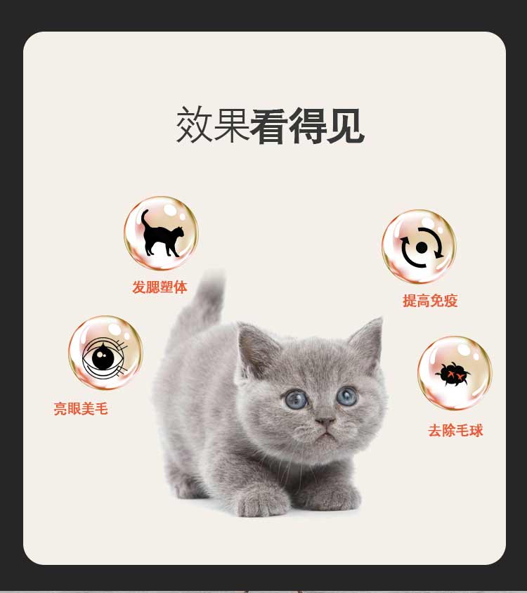 Vật nuôi mèo ngắn đặc biệt của Anh lúc đầu không có hạt 2kg tự nhiên thành con mèo shorthair mèo xanh của Anh - Cat Staples hạt meo
