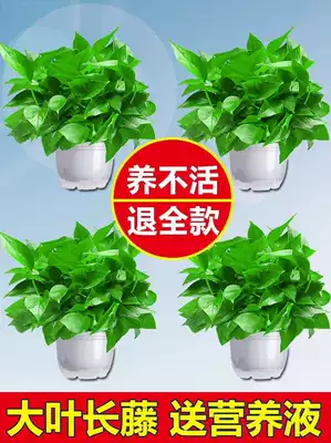 Golden Kudzu potted houseplants are good to raise, absorb formaldehyde, hydroponic flowers, green plants, big golden kudzu, new houses, deodorize and remove formaldehyde