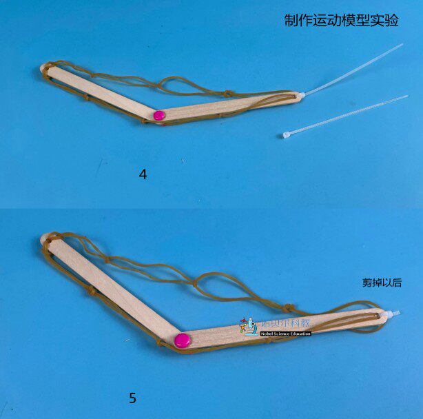 前臂抬起的运动模型材料诺贝尔科教实验器材五年级上册