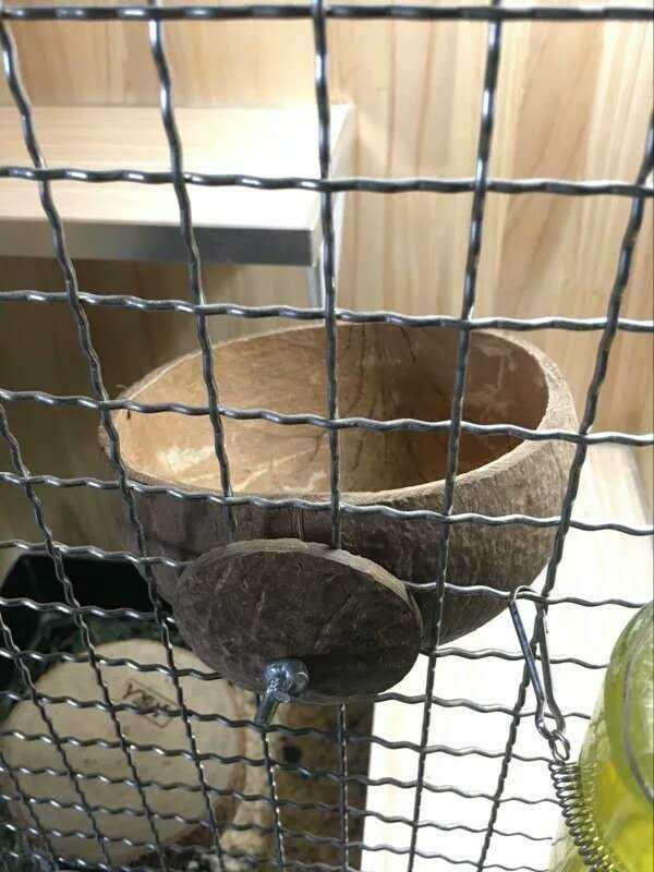 Natural coconut - shell basin of natural coconut - rabbit squirrel coconut bowl of 40 yuan