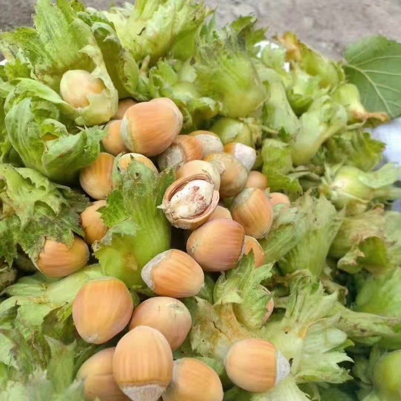 2025新鲜现摘绿皮榛子！水仁青皮原味批发，一口爆汁超满足～