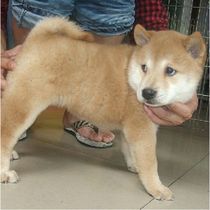  Sale of purebred Akita Akita puppies Akita Inu Akita Inu Japanese Shiba Inu Hachiko Akita Inu pets