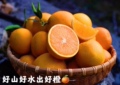 金晶家