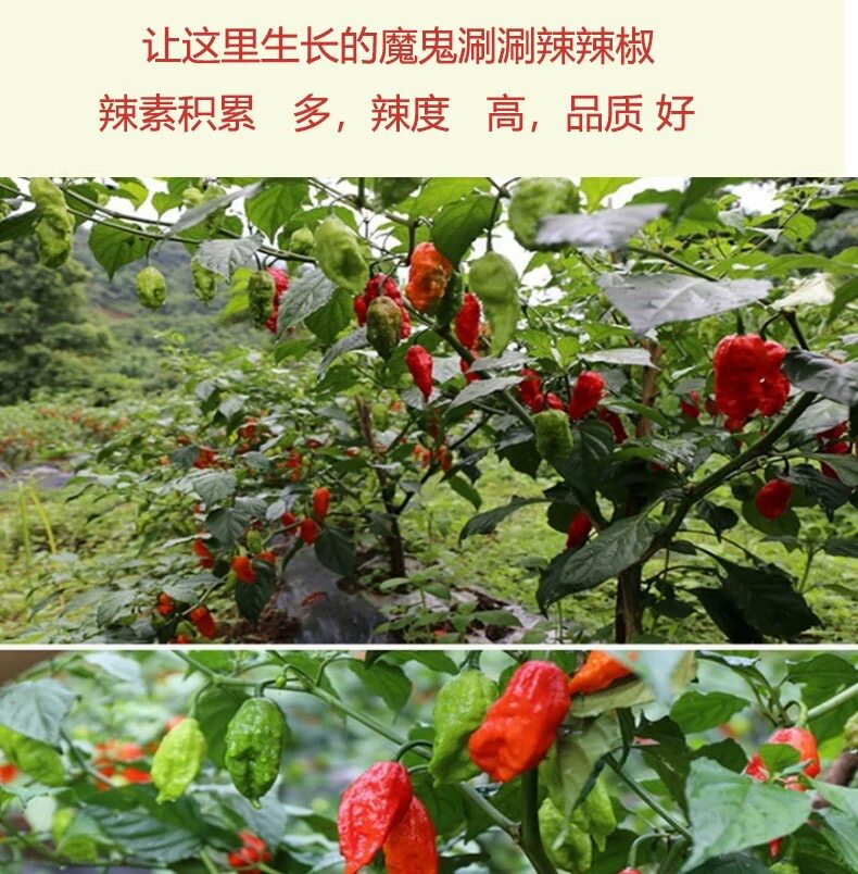 安享好物 安享S级干辣椒-忆乡莲魔鬼涮涮辣  