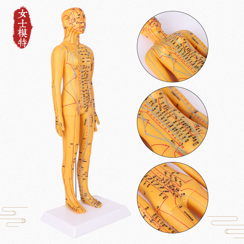Body Acupuncture Acupoint Model Meridians Model Meridians Model Golden White Small Leather Man Can Zacumen Traditional Chinese Medicine Teaching Models