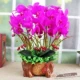 Trang trí trang trí mô phỏng PU Phalaenopsis chậu phụ kiện nhà phòng khách TV tủ hoa giả cây xanh trang trí hoa - Trang trí nội thất