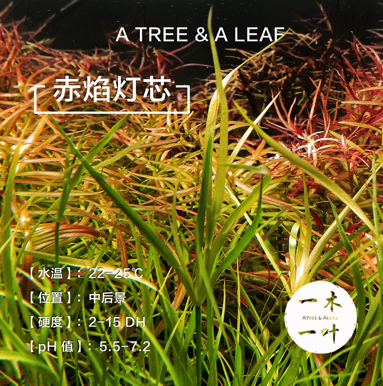赤焰燈芯風車簀藻活體水草真水草中後景草豔色水草稀有水草