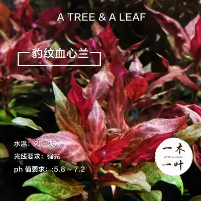 豹紋血心蘭血心蘭無菌杯紅色水草豔色水草草缸活體水草