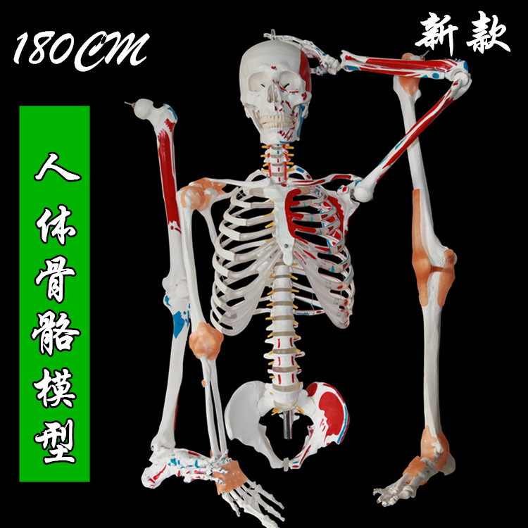 170CM骨架附肌肉标识韧带脊柱解剖骨骼附半边肌肉着色附韧带模型
