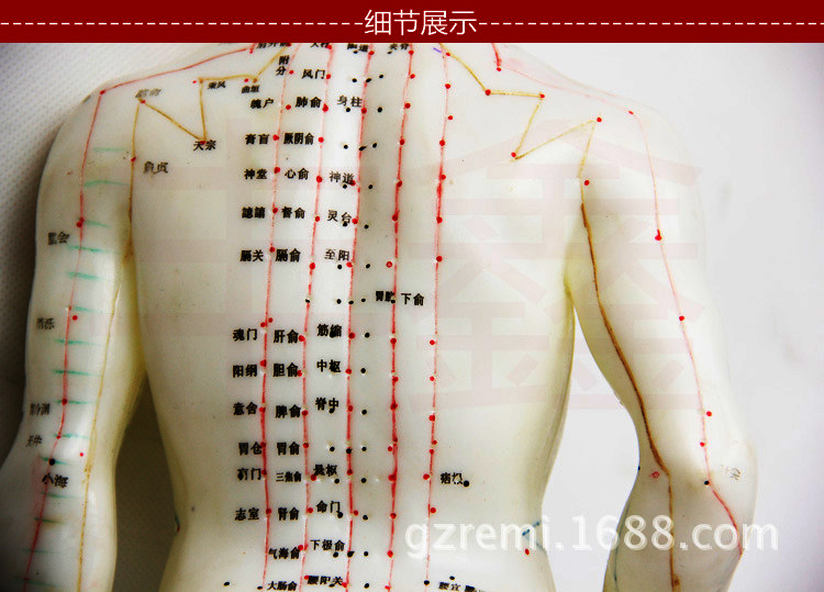 Y học đặc biệt cơ thể người châm cứu châm cứu kinh tuyến xoa bóp cơ thể một phần bộ xương nhỏ mô hình tĩnh xe tăng mô hình
