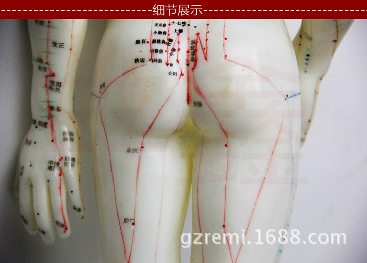 Y học đặc biệt cơ thể người châm cứu châm cứu kinh tuyến xoa bóp cơ thể một phần bộ xương nhỏ mô hình tĩnh mô hình xe độ