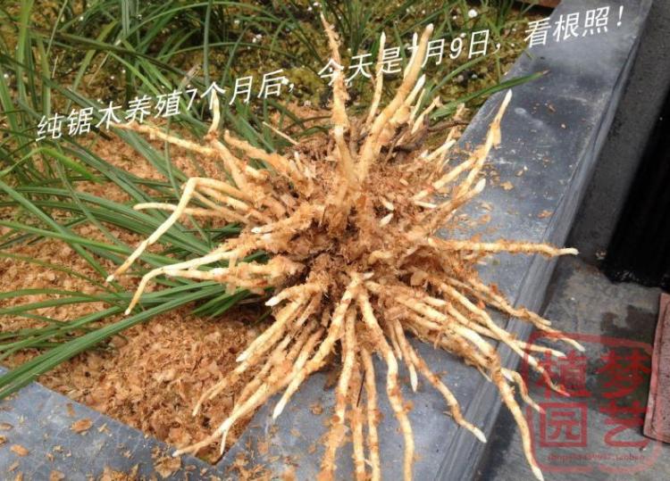 Pet hamster chuột lang sóc sóc cung cấp mùn cưa gỗ vụn khử trùng khử trùng ấm mèo xả rác pad shavings - Nguồn cung cấp vườn bầu ươm v6