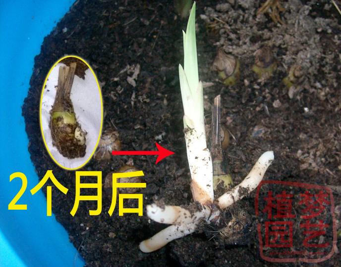 Pet hamster chuột lang sóc sóc cung cấp mùn cưa gỗ vụn khử trùng khử trùng ấm mèo xả rác pad shavings - Nguồn cung cấp vườn bầu ươm v6