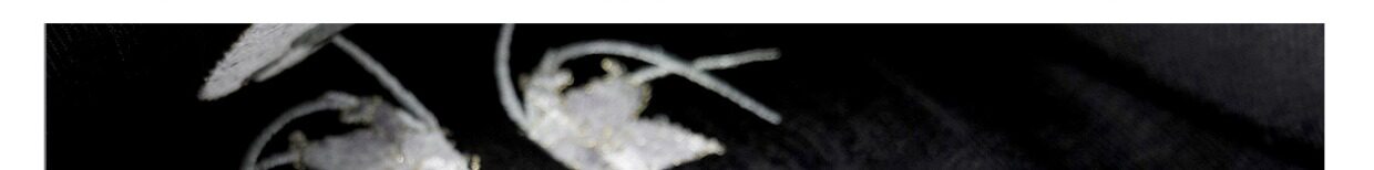 Китайцы одежда наборы 【上遥居】晚云间  宋制 原创汉服 女 春夏款 白色百迭长裙 内搭