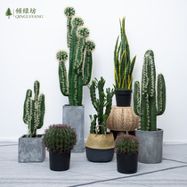 Fake Plant Creative Nordic Wind Cactus Living Room Ground Simulation Green Planting Fairy Post Decorative Potted Plant Pendulum