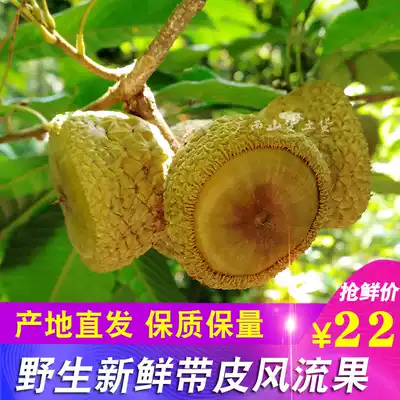 2021 fresh wild wind fruit 500g with skin native fruit Guangxi origin straight hair thick scale Ke bubble wine soup