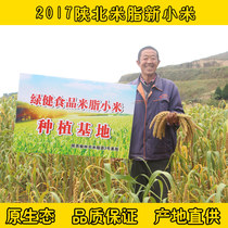 Rice fat yellow millet 2018 new rice farmhouse self-produced in northern Shaanxi rice fat moon rice corridor shape jegiyev inverted fork shout