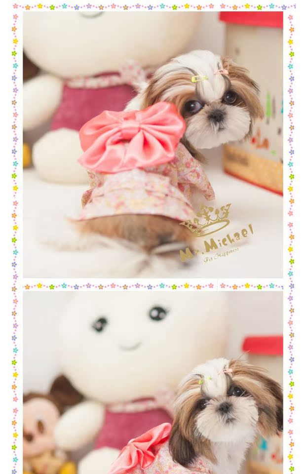 Mai Hao MKO chó quần áo thú cưng kimono mèo trang phục Teddy chó nhỏ bán quần áo dễ thương bốn mùa - Quần áo & phụ kiện thú cưng phụ kiện chó
