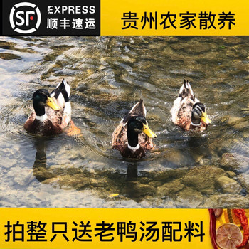 The net weight of fresh and killed hemp ducks starts from 3 pounds.