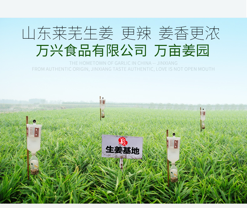 万兴姜老大 醋泡姜片 240g*2瓶 图4