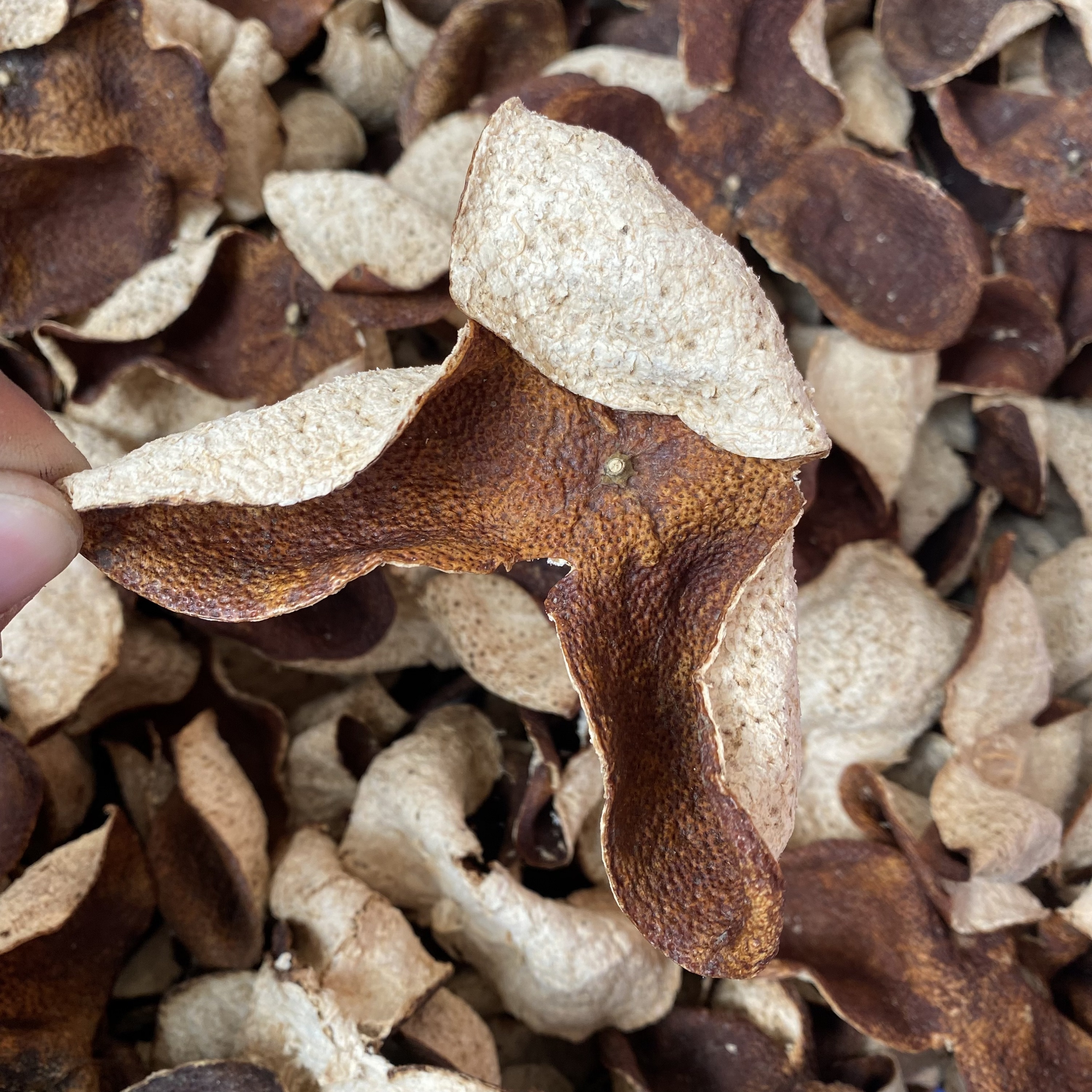 Dingxiong manufacturer Direct sales for 4 years Dried Orange Peel Guangdong New Meijiang Giant Red Tea Pure Dry Warehouse Foot Year-Taobao