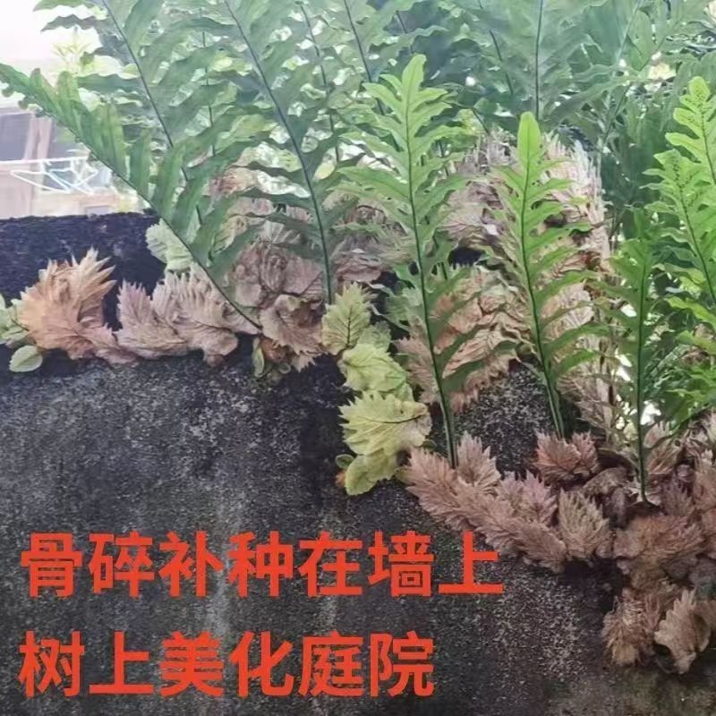 Wild Fresh Bone-Breaking Ginger from Deep Mountains in Guizhou, Wild Ginger, Rock Ginger, Bone-Fixing Ginger, Chinese Medicinal Herb, Stone-Breaking Ginger Wild Fresh Bone-Breaking Ginger from Deep Mountains in Guizhou, Wild Ginger, Rock Ginger, Bone-Fixing Ginger, Chinese Medicinal Herb, Stone-Breaking Ginger