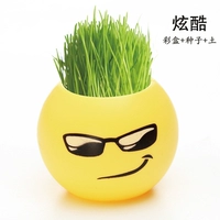 Прохладный (цветная коробка+семя+почва) подходит для 10 ° ~ 30 °