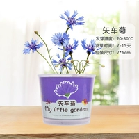 Wajie Chrysanthemum 15 ° ~ 30 °