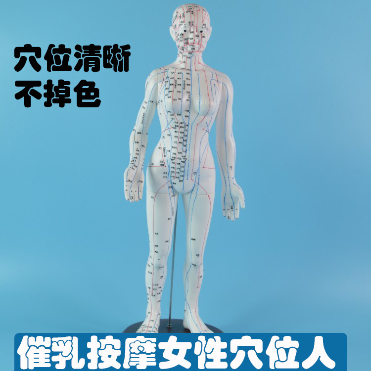 55厘米女性穴位人 催乳师教学模拟人 带穴位女性模型假人催乳教学