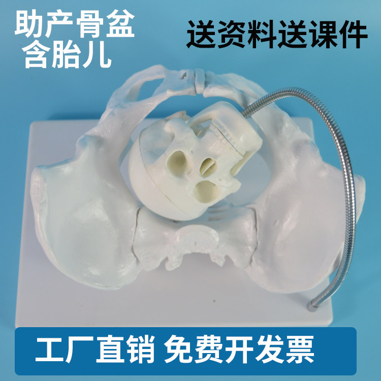 骨盆含胎儿头颅骨模型 助产示教模型 产妇骨盆示教模型