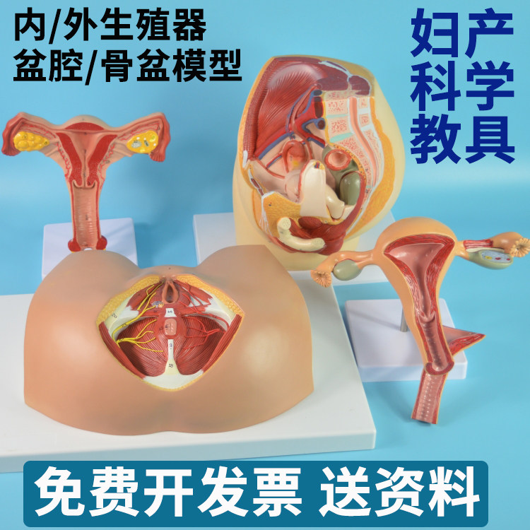 妇产科学教学模型 女性骨盆盆腔 计生委内外生殖示教模型道具