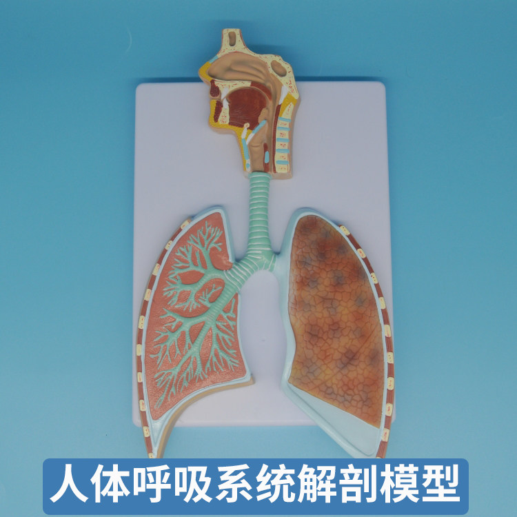 实训室人体呼吸系统解剖模型 呼吸系统浮雕模型 肺泡放大解剖模型