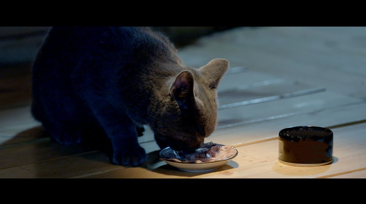 有了这几种食物，就可以让猫咪乖乖过来啦10