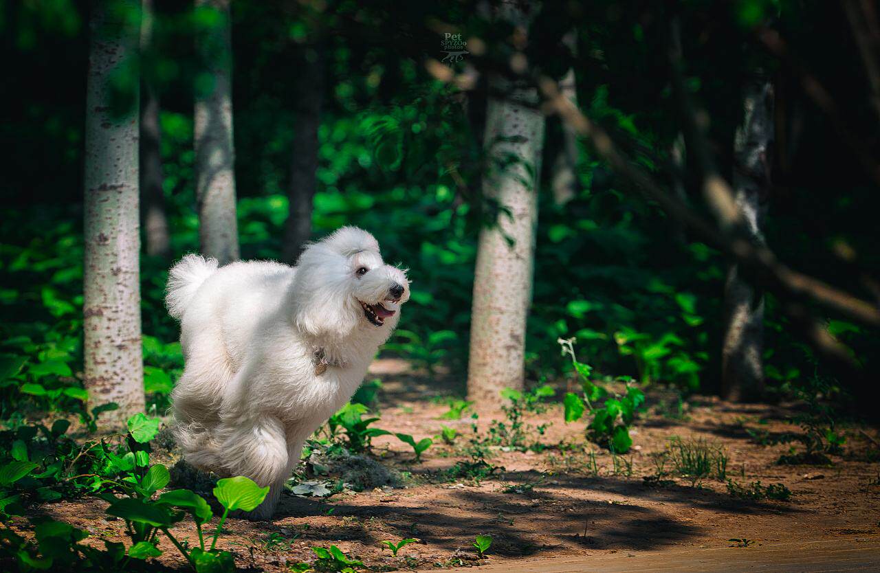 公主心的巨型犬 不止巨貴這一種 淘寶海外