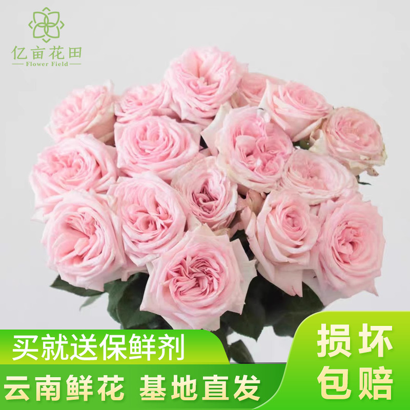 Direct Delivery from Yunnan Flower Farms: Wholesale Roses, Carnations, Lilies [Free Shipping on Any 2 Orders Via Sf Express and Jd.Com]