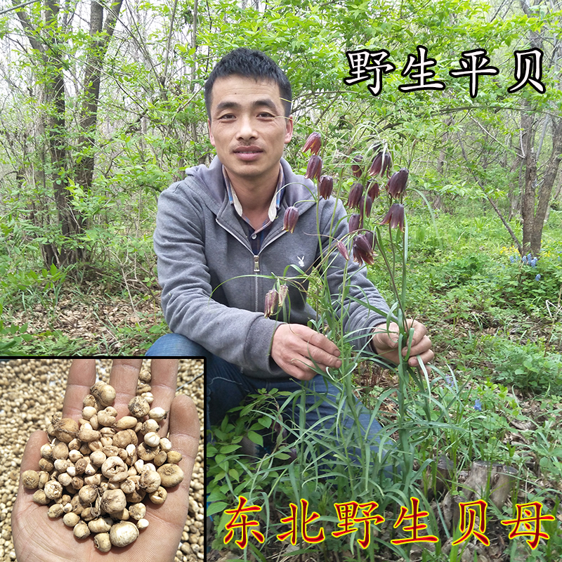 Northeast Wild Beef Ping Be Best Beatle Wild Ping - baby Shi 250 g